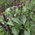 Basil – thai (Seedling)