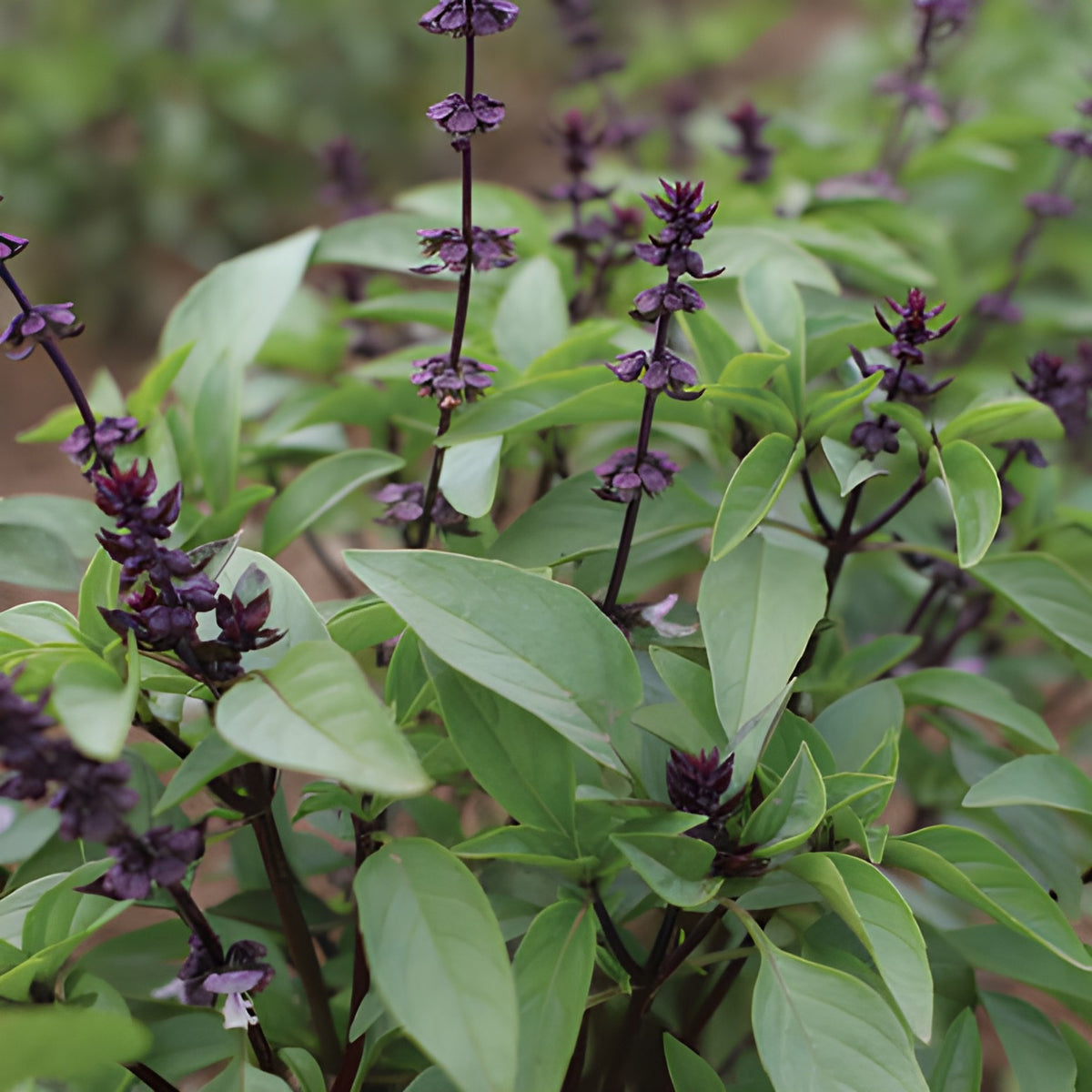 Basil - thai