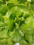 Bibb butter lettuce