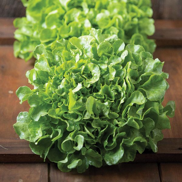 Green Oak Leaf Lettuce