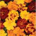 Marigolds