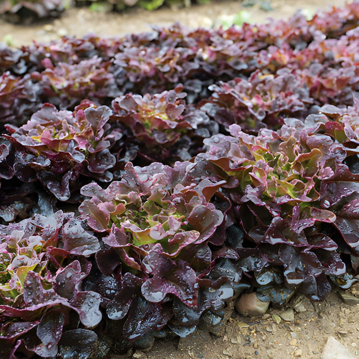 Red Oak Leaf Lettuce