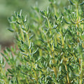 Thyme