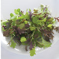 Lettuce – Baby Greens