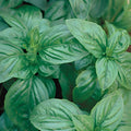 Basil – basic