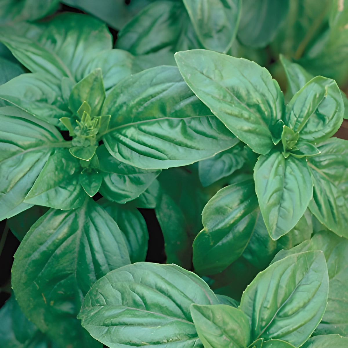 Basil – basic